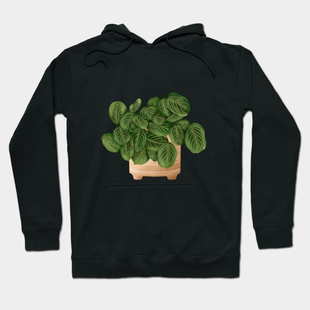 Lemon Lime Prayer Plant - Maranta 3 Hoodie by gusstvaraonica